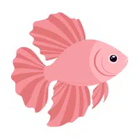 Over Halfmoon | Betta Breeds Names