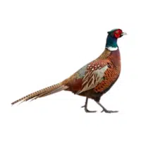 Pallas’s | Pheasant Breeds Names