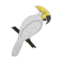 Palm | Cockatoo Breeds Names