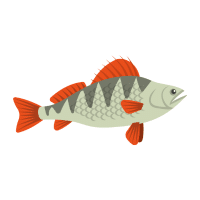 Palomino | Trout Breeds Names