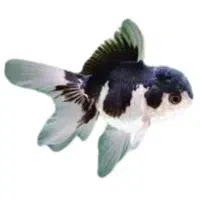 Panda | Swordtail Breeds Names