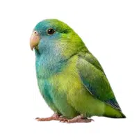 Parrotlet | Parrot Breeds Names