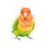 Peachface | Parrot Breeds Names