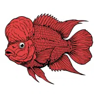 Peacock | Cichlid Breeds Names