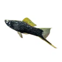 Pearl | Swordtail Breeds Names