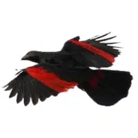 Pesquet | Parrot Breeds Names