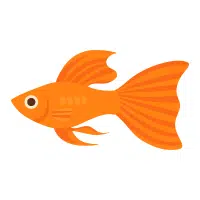 Pineapple | Swordtail Breeds Names