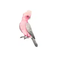 Pink | Cockatoo Breeds Names
