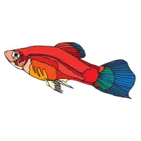 Pintail | Platy Breeds Names