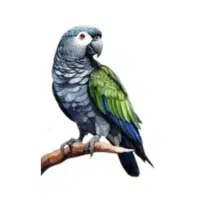 Pionus Macaw | Macaw Breeds Names
