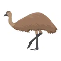 Plain | Emu Breeds Names