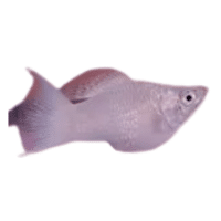 Platinum | Molly Breeds Names