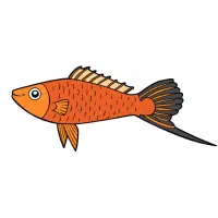 Platy | Platy Breeds Names