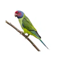 Plumhead | Parrot Breeds Names