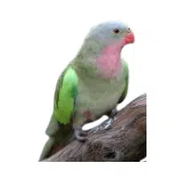Princess | Parrot Breeds Names