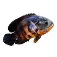 Pseudo | Cichlid Breeds Names