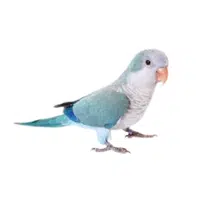 Quaker | Parrot Breeds Names