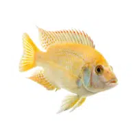 RBack | Cichlid Breeds Names