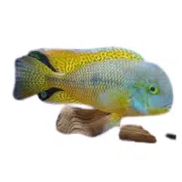 RDevil | Cichlid Breeds Names