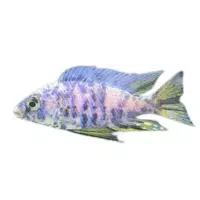 REmpress | Cichlid Breeds Names