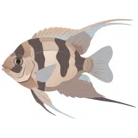 RZebra | Cichlid Breeds Names