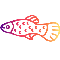 Rainbow | Molly Breeds Names