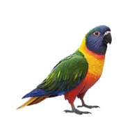 Rainbow | Parrot Breeds Names