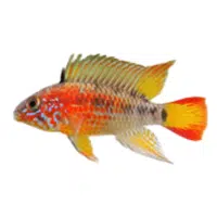 Ramirezi | Cichlid Breeds Names