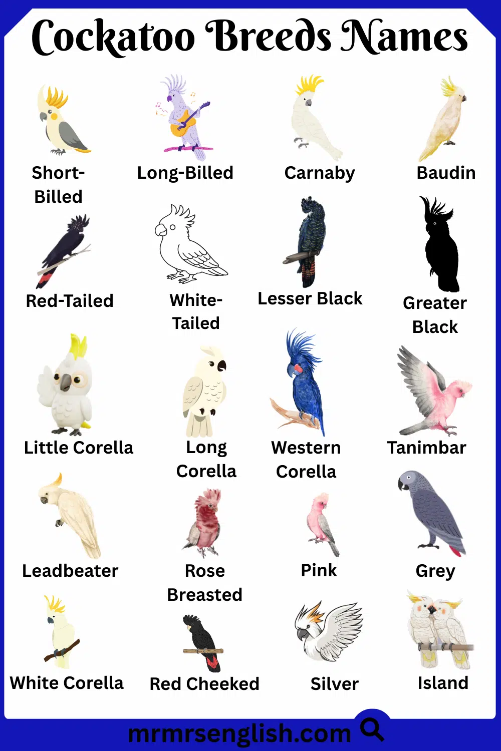Rare Breeds Names of Cockatoo in English with Pictures