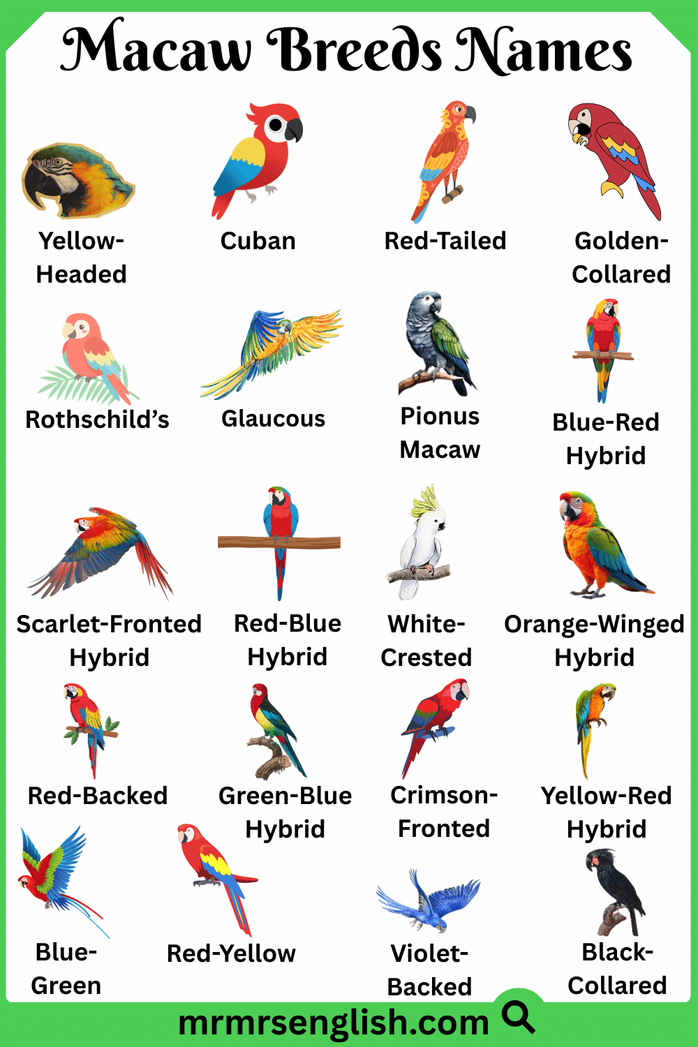 Rare Breeds Names of Macaw in English with Pictures