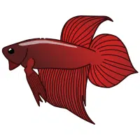 Red | Betta Breeds Names