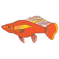 Red | Platy Breeds Names