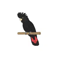 Red Cheeked | Cockatoo Breeds Names