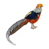 Red Jungle | Pheasant Breeds Names