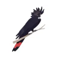Red-Tailed | Cockatoo Breeds Names