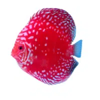RedMarl