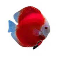 RedMelon | Discus Breeds Names 