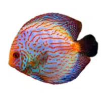 RedSnake | Discus Breeds Names 