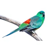 Redrump | Parrot Breeds Names