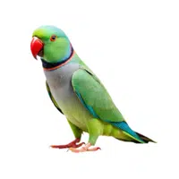 Ringneck | Parrot Breeds Names