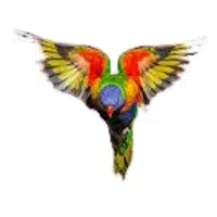 Rock | Parrot Breeds Names