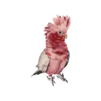 Rose Breasted | Cockatoo Breeds Names