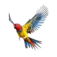 Rosella | Parrot Breeds Names