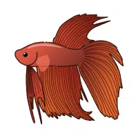 Rosetail | Betta Breeds Names