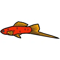 Ruby | Swordtail Breeds Names