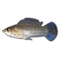 Sailfin | Molly Breeds Names