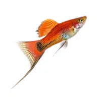 Sapphire | Swordtail Breeds Names