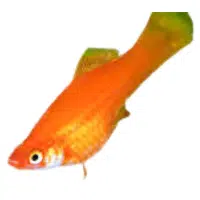 Scarlet | Swordtail Breeds Names