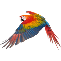 Scarlet-Fronted Hybrid | Macaw Breeds Names