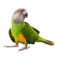 Senegal | Parrot Breeds Names